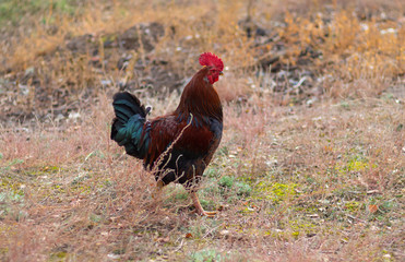 Beautiful Ukrainian rooster walking in an autumnal garden