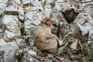 Obraz premium Small monkey on rocky wall. Rock of Gibratlar wildlife animal.