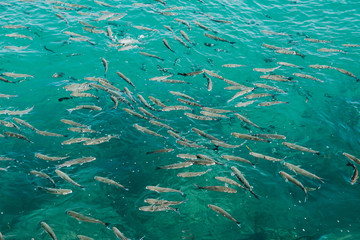 Fototapeta na wymiar Group of small fish swimming on the ocean water surface next to a shore.