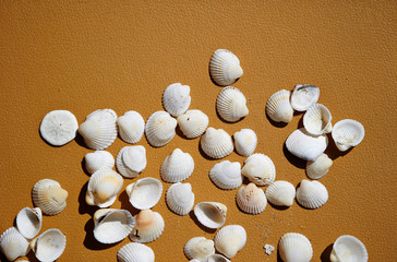 White sea shells