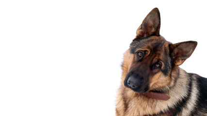 Dog on white background