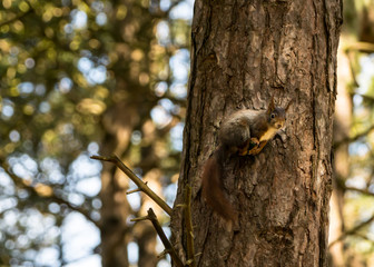 Red squirrel