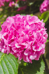 Pink flowers of hydrangea closeup. Flowral background