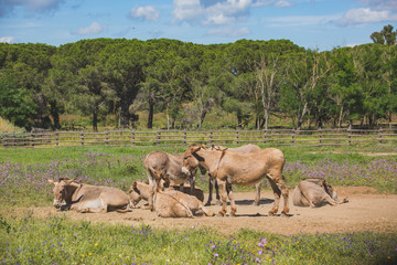 Donkeys on farm in Punta-Ala