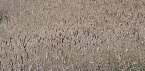 Reed beds Helford River Falmouth Cornwall