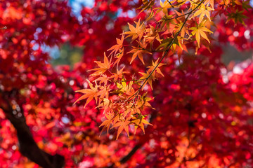 真紅に染まった甘泉園公園の紅葉
