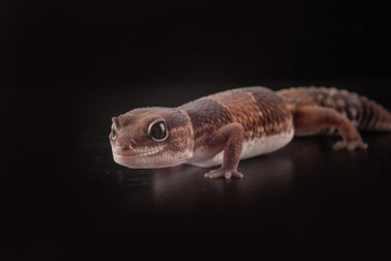 salamndra con fondo nero
