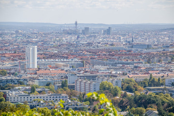 Fototapeta premium Wycieczka po winnicach późnym latem na Wilhelminenberg w Wiedniu, Austria
