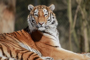 Sibirische Tiger (Panthera tigris altaica), 