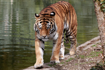 Fototapeta na wymiar Sibirische Tiger (Panthera tigris altaica) oder Amurtiger