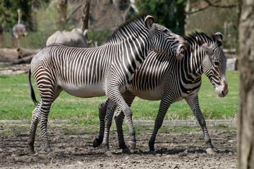 Fototapeta na wymiar Grevyzebra (Equus grevyi)
