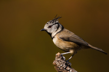 Crested Tit (Lophophanes cristatus) perches on the tree in Andalucia (Spain)