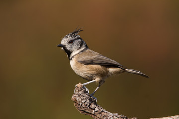 Crested Tit (Lophophanes cristatus) perches on the tree in Andalucia (Spain)