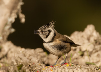 Crested Tit (Lophophanes cristatus) perches on the tree in Andalucia (Spain)