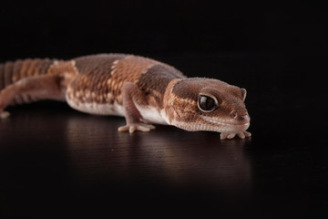 salamndra con fondo nero