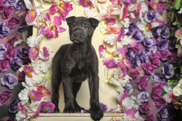 black puppy on a background of flowers in the studio