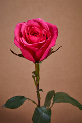 nice pink rose flower