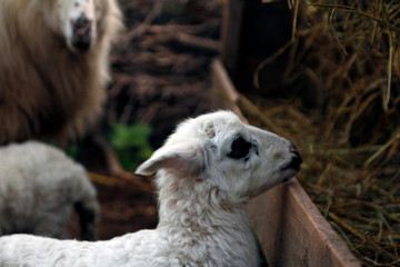 Fototapeta premium baby sheep looking for her mother