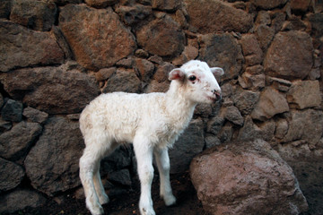 Naklejka premium baby sheep looking for her mother