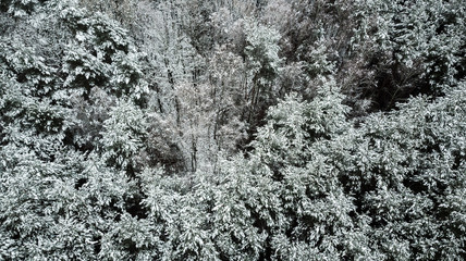 Pine trees covered in snow, aerial drone view