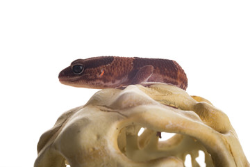 geco con sfondo bianco