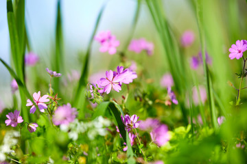 Obraz na płótnie Canvas summer meadow with flowers