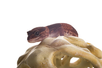 geco con sfondo bianco