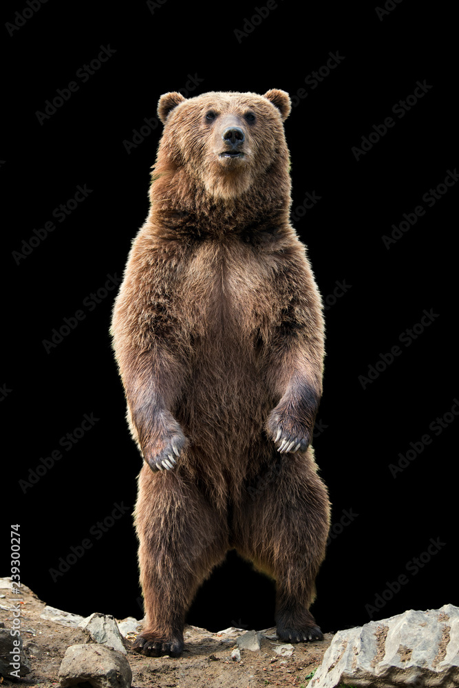 Canvas Prints big brown bear standing on his hind legs