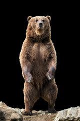 Big brown bear standing on his hind legs - obrazy, fototapety, plakaty