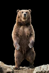 Foto op Aluminium Big brown bear standing on his hind legs © byrdyak