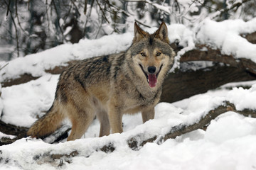 Timber wolf hunting in the forest