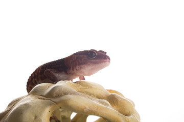 Obraz premium geco con sfondo bianco