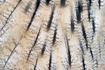 Animal skins texture of owl