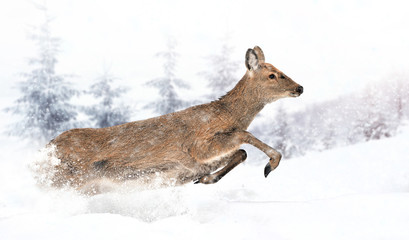 Obraz premium Close young deer in nature