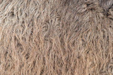 Animal skins texture of camel