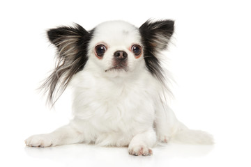 Chihuahua puppy lying in front of white background