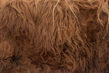 Animal skins texture of brown cow