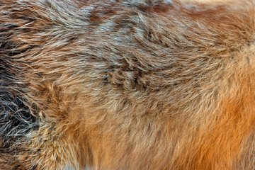 Animal skins texture of red fox