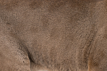 Animal skins texture of Cougar