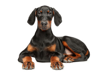 Portrait of a young Doberman puppy on white