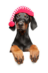 Young Doberman above banner, isolated on white