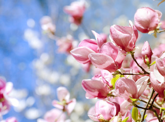 Obraz premium Beautiful magnolia tree blossoms in springtime. Bright magnolia flower against blue sky. Romantic floral background with space for text