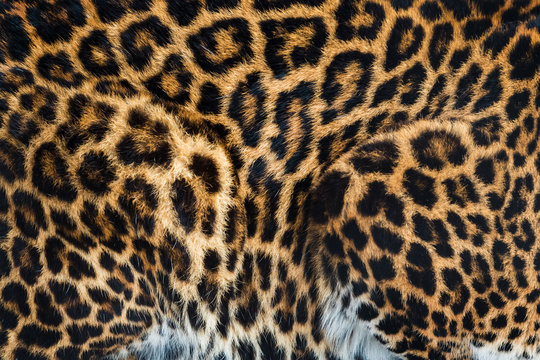 Animal skins texture of leopard