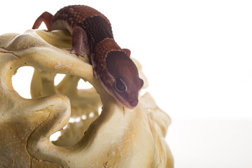 geco con sfondo bianco