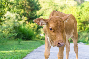cow in field
