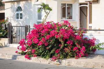 Gorgeous big bush crimson bougainvillea at home on the island of cyprus