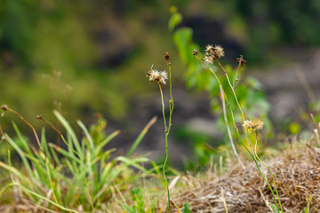 dry dandilion seedpods dying in august heat