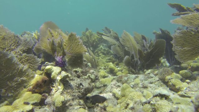 Sea Fans on Coral Reef in Florida Keys