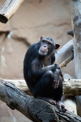 A lonely chimpanzee pondered the meaning of life. Animal protection. Evolution.
