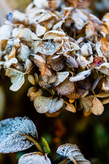 Frost in the garden, overblown hydrangea flowers covered with frost.